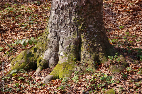 Tree in a park