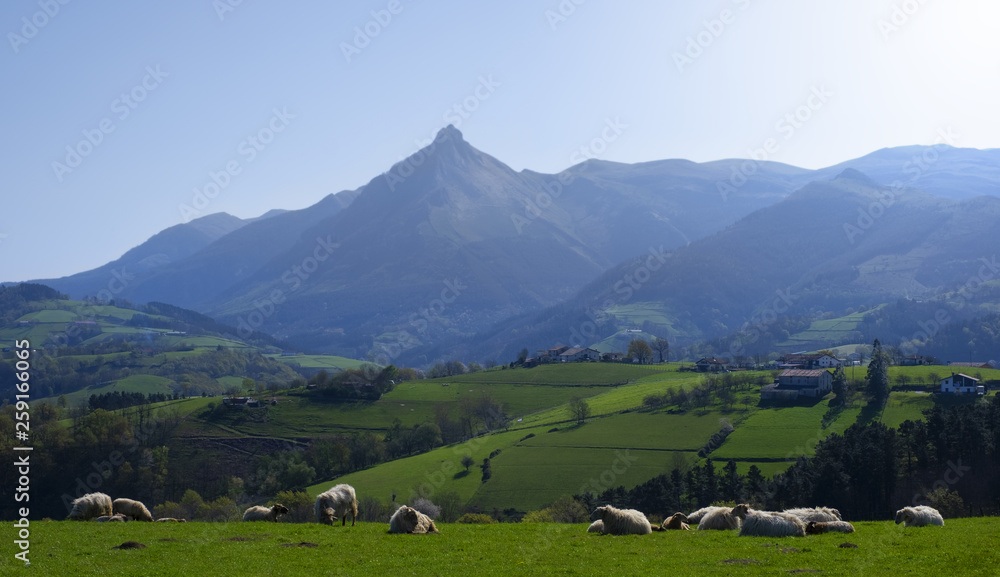 flock of sheep grazing on mountain meadow, Txindoki, Euskadi