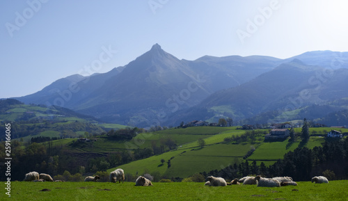 flock of sheep grazing on mountain meadow, Txindoki, Euskadi