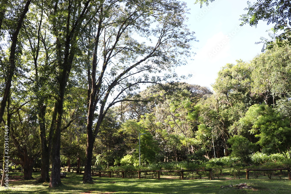 Ibirapuera's Park - 142