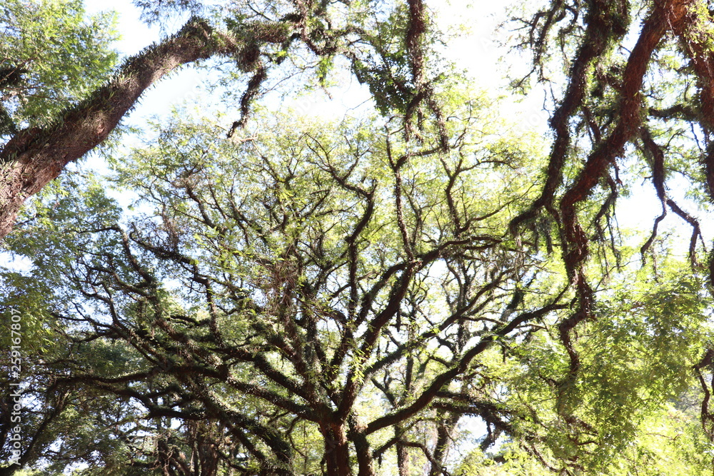 Fototapeta premium Ibirapuera's Park - 120