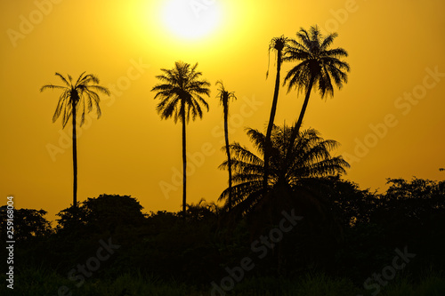 Perfect colorful African sunset with backlit silhouette of palm trees. Guinea, West Africa.