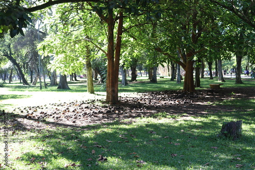 Ibirapuera's Park - 108