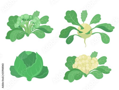 Cabbage set. Broccoli Kohlrabi Cauliflower kinds of cabbage. Cabbages plant. Harvest vegetable. Brassica oleracea vector flat Illustration.