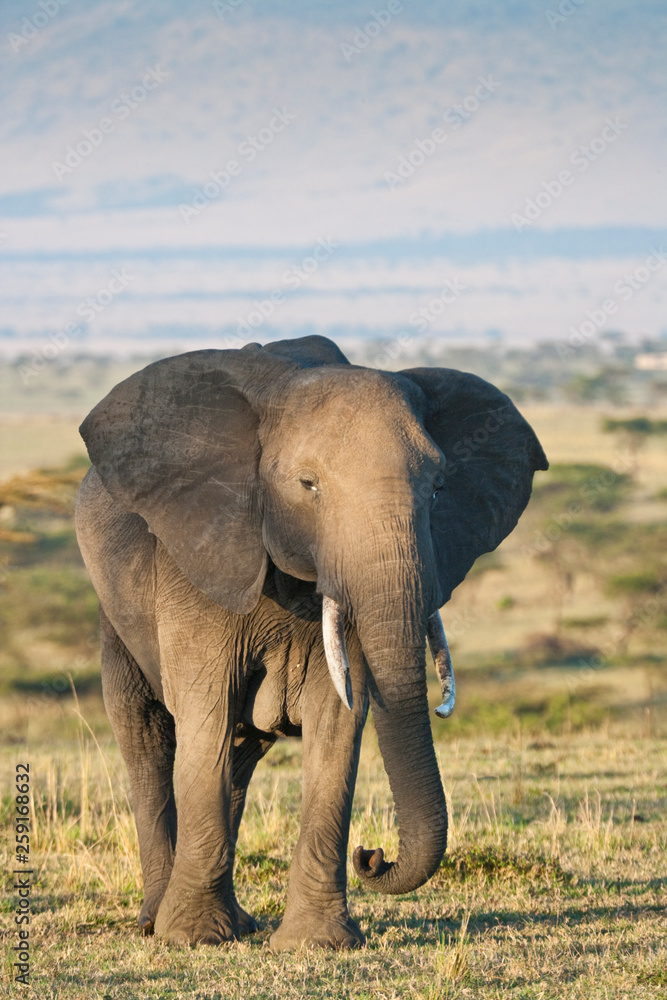 Fototapeta premium African Elephant