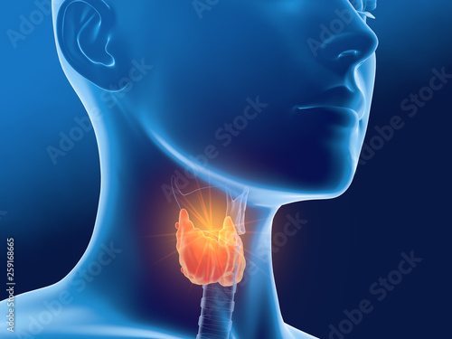 Schilderij op canvas Thyroid gland of a woman, medically 3D illustration on blue background