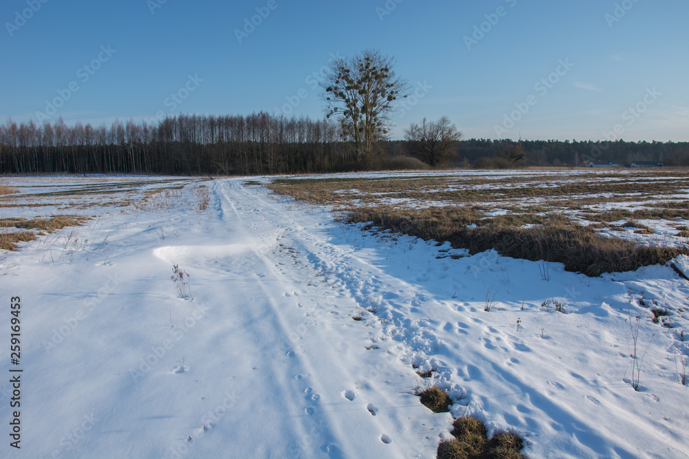 Snow-covered rural road. Forest and blue sky Snow-covered rural road. Forest and blue sky