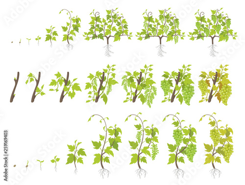 Growth stages of grape plant. Vineyard planting increase phases. Vector illustration. Vitis vinifera harvested. Ripening period. The life cycle. Grapes on white background.