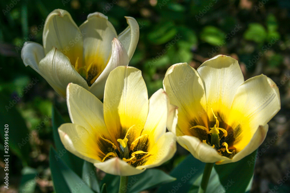 Obraz premium Beautiful white and yellow tulips with green leaves, blurred background in tulips field or in the garden on spring
