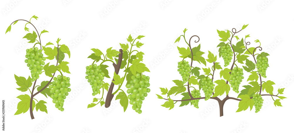 Fototapeta premium Growth stages of grape plant. Vineyard planting increase phases. Vector illustration. Vitis vinifera harvested. Ripening period. The life cycle. Grapes on white background.