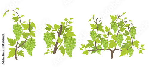 Growth stages of grape plant. Vineyard planting increase phases. Vector illustration. Vitis vinifera harvested. Ripening period. The life cycle. Grapes on white background.