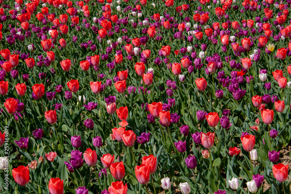 Beautiful pink, purple and white tulips with green leaves, blurred background in tulips field or in the garden on spring Beautiful pink, purple and white tulips with green leaves, blurred background in tulips field or in the garden on spring