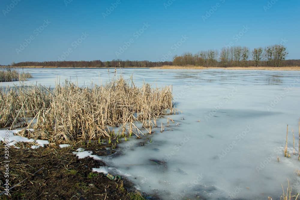 Dry reeds and grass on the edge of a frozen lake. Horizon and blue sky Dry reeds and grass on the edge of a frozen lake. Horizon and blue sky