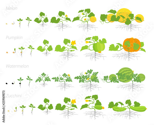 Set of cucurbitaceae plants growth animation. Pumpkin melon and watermelon zucchini or courgette plant. Vector infographics showing the progression growing plants. photo