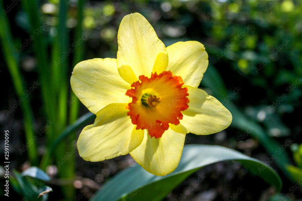 Wonderful yellow and orange daffodil flower, narcissus, spring perennial flower and plants, with blurred background, green leaves and grass Wonderful yellow and orange daffodil flower, narcissus, spring perennial flower and plants, with blurred background, green leaves and grass