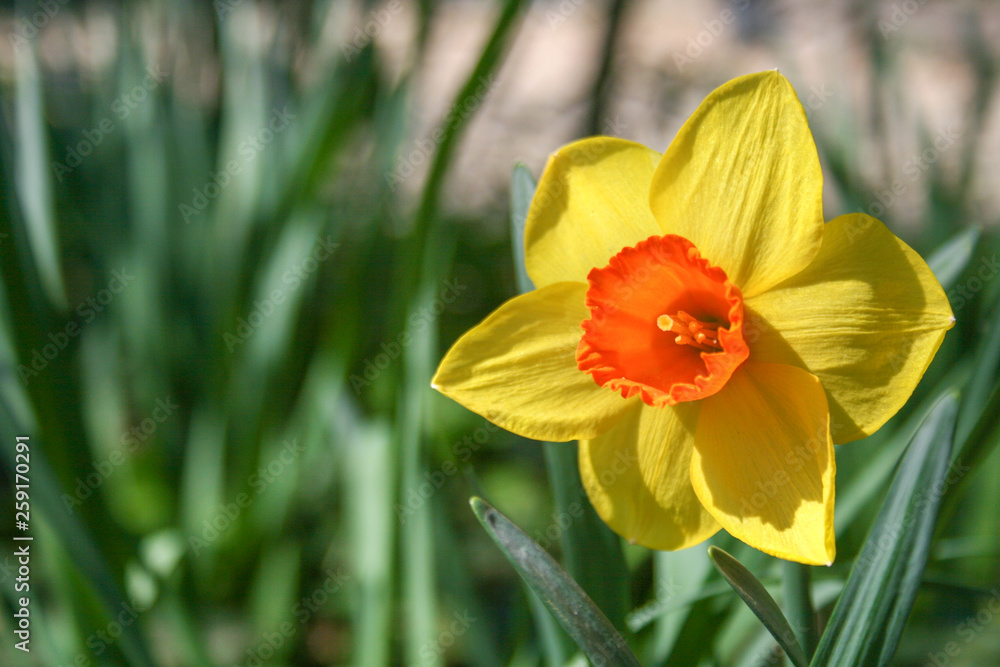 Wonderful yellow and orange daffodil flower, narcissus, spring perennial flower and plants, with blurred background, green leaves and grass Wonderful yellow and orange daffodil flower, narcissus, spring perennial flower and plants, with blurred background, green leaves and grass
