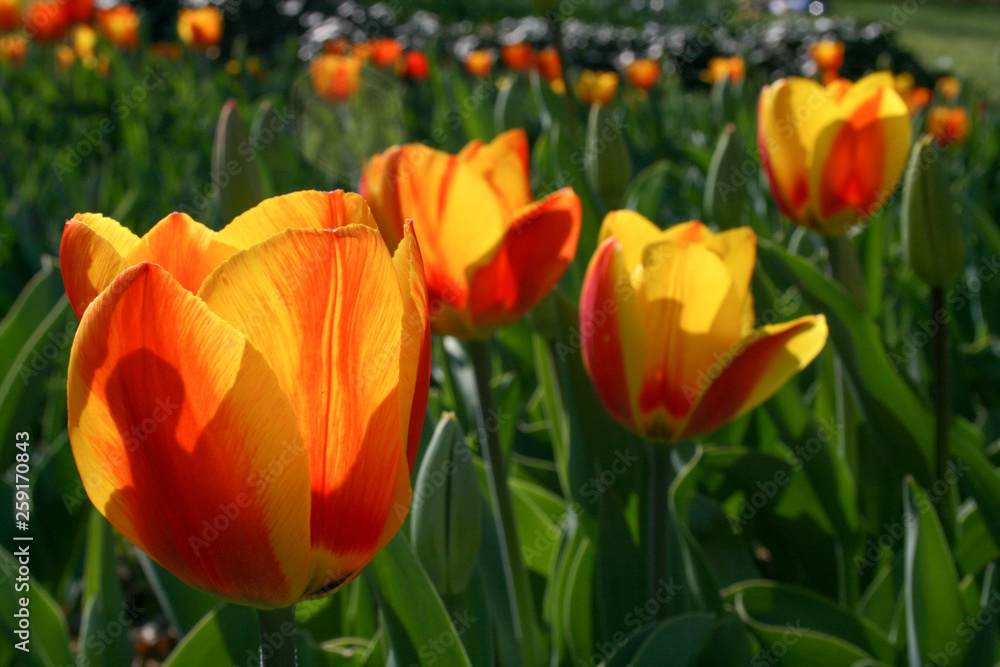 Beautiful orange and yellow tulips with green leaves, blurred background in tulips field or in the garden on spring Beautiful orange and yellow tulips with green leaves, blurred background in tulips field or in the garden on spring