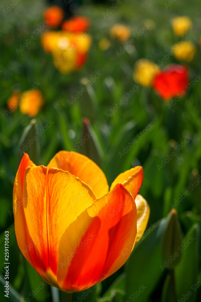Beautiful orange and yellow tulips with green leaves, blurred background in tulips field or in the garden on spring Beautiful orange and yellow tulips with green leaves, blurred background in tulips field or in the garden on spring