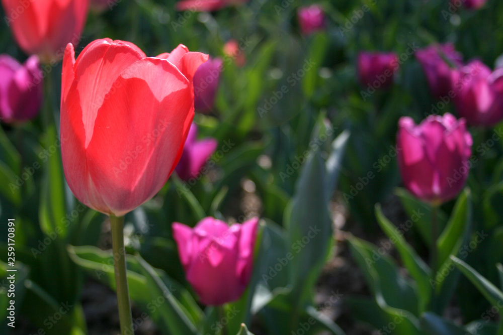 Beautiful red and purple tulips with green leaves, blurred background in tulips field or in the garden on spring