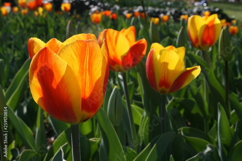 Beautiful orange and yellow tulips with green leaves  blurred background in tulips field or in the garden on spring