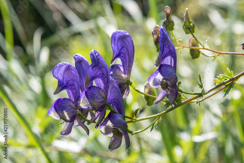 Schöner Giftiger Blauer Eisenhut 