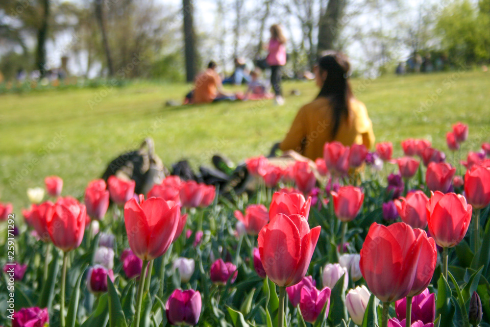 Beautiful white, pink and purple tulips with green leaves, blurred background in tulips field or in the garden on spring, with people relaxing on the green grass enjoying nature 