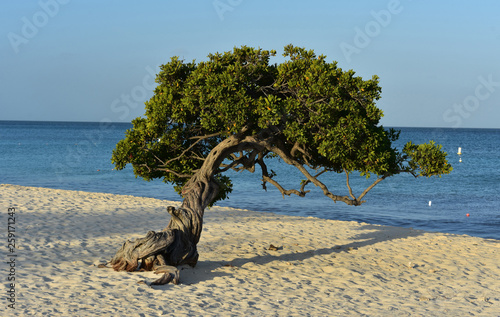 Sun Kissed Divi Tree on Eagle Beach in Aruba photo