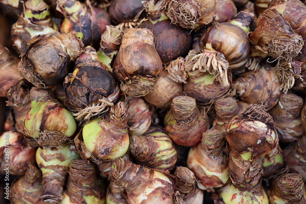 The famous Amsterdam flower market (Bloemenmarkt). Bulbs of irises. The famous Amsterdam flower market (Bloemenmarkt). Bulbs of irises.