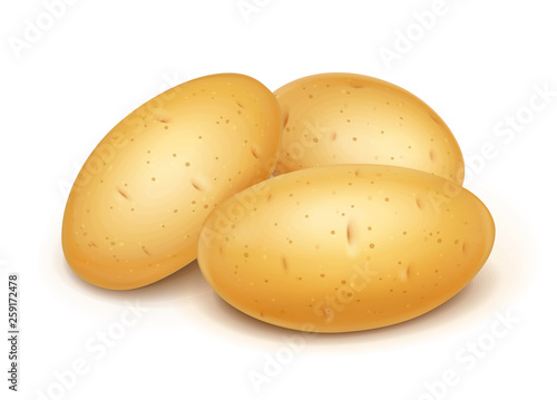 Potatoes. Useful vegetable. Vegetarian food ingredient. Agriculture plant. Natural product. Isolated white background. Eps10 vector illustration.