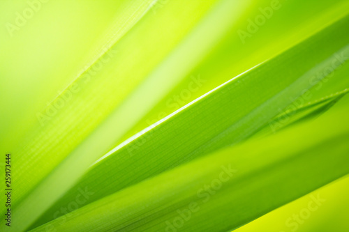 Closeup view of green leaf texture background for natural and freshness wallpaper concept