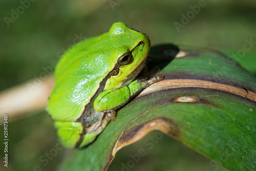 Pretty european tree frog is sitting on a leaf