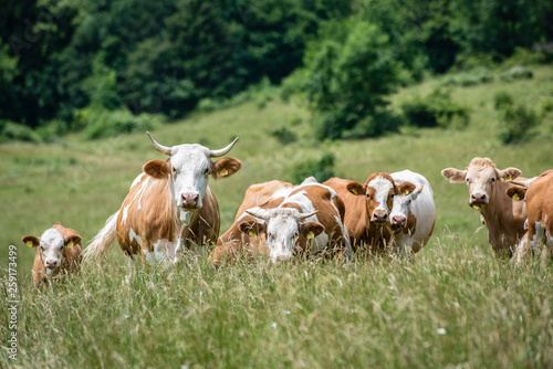 aufmerksame Mutterkühe mit Kälbern von vorne