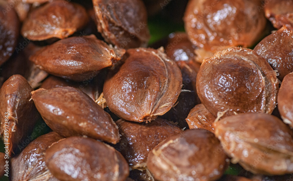 bones apricots close up macro food concept