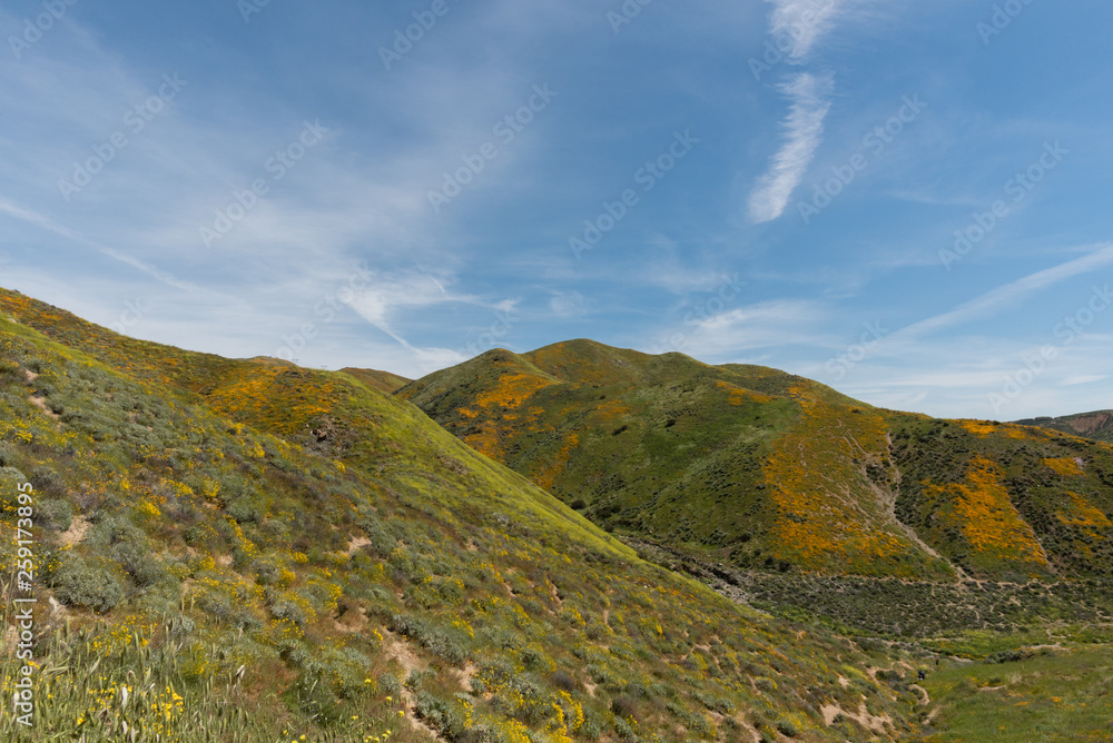 Beautiful superbloom vista in a mountain range near Lake Elsinore, Southern California