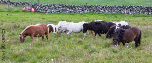Photo Herd of Shetland Ponies with long hair standing in wind on short grass