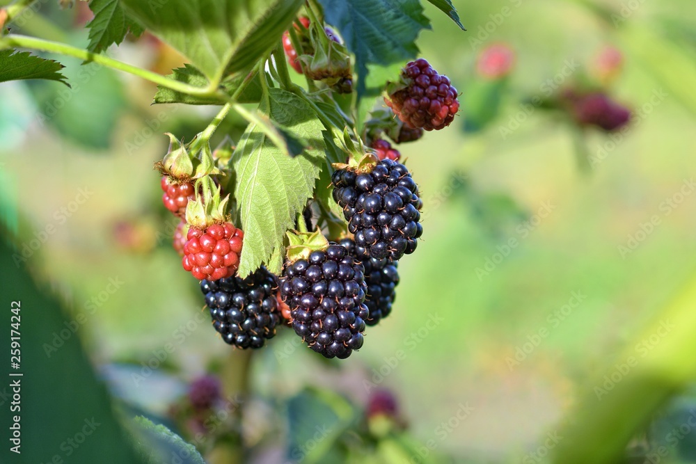 Organic juicy fresh blackberries on a branch and blurred green leaves. Bush with beautiful ripening blackberry berries. Many delicious sweet black berry and unripe red berries in the garden. Organic juicy fresh blackberries on a branch and blurred green leaves. Bush with beautiful ripening blackberry berries. Many delicious sweet black berry and unripe red berries in the garden.