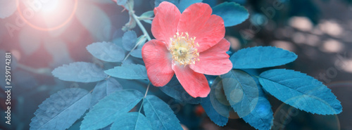 Dog-rose on a green background.