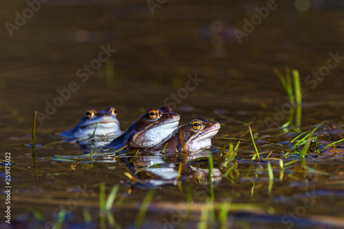 Moore frog in mating season in a pond