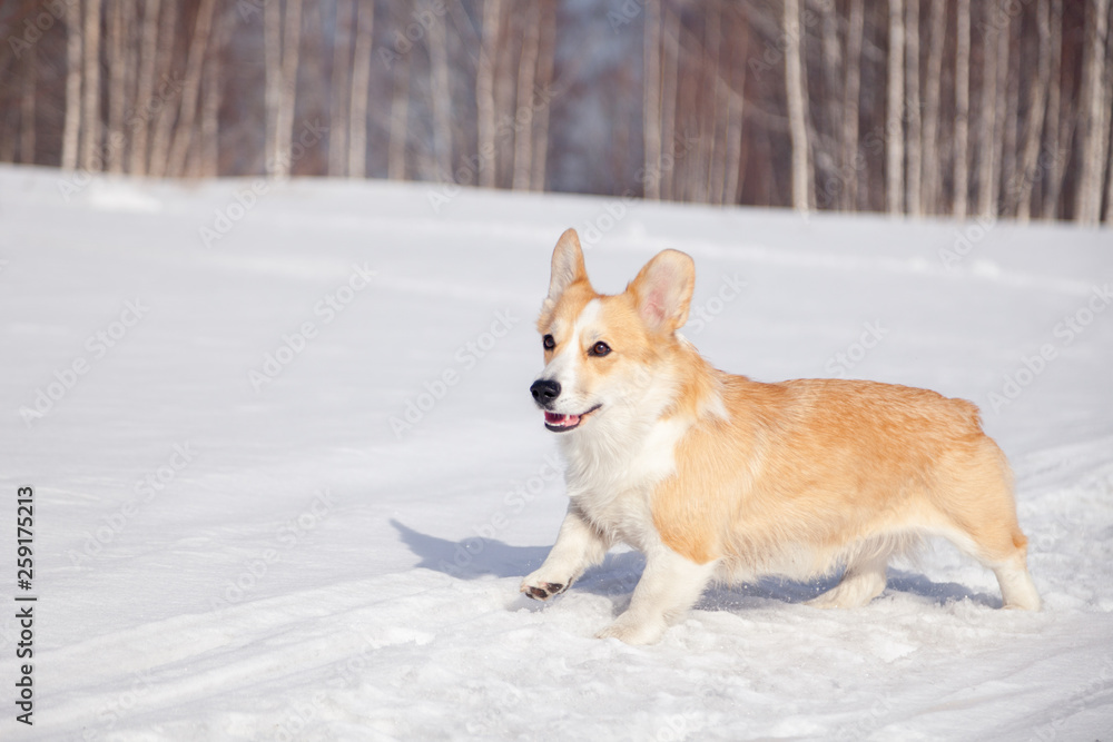 Adult red welsh corgi pembroke walk outdoor, run, having fun in white snow park, winter forest. Concept purebred dog, champions for sale, lost cur, castration, sterilization Adult red welsh corgi pembroke walk outdoor, run, having fun in white snow park, winter forest. Concept purebred dog, champions for sale, lost cur, castration, sterilization