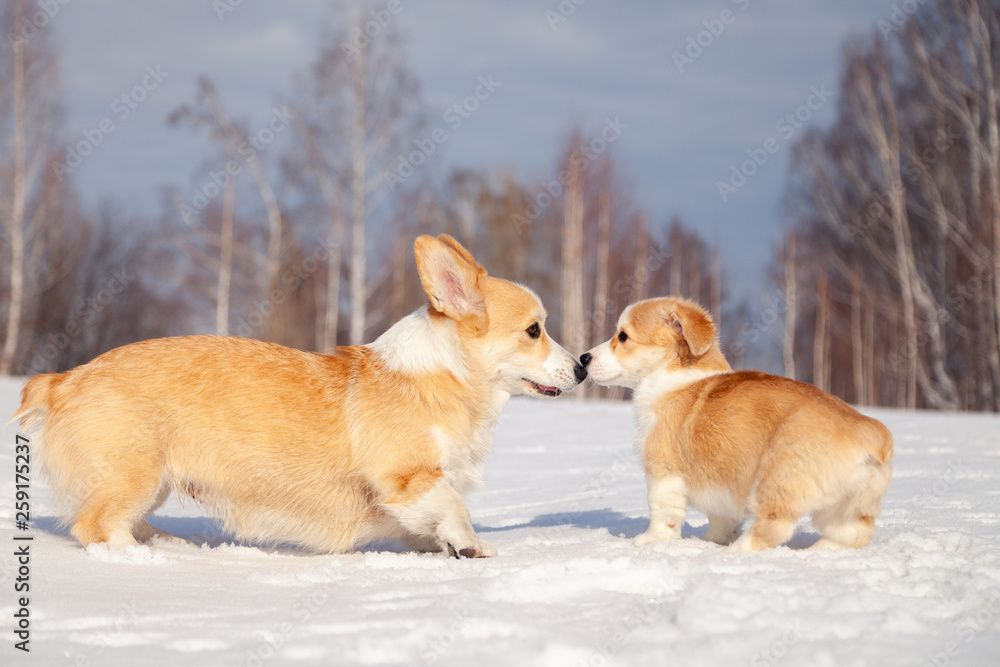 Many cute red breed welsh corgi pembroke puppy family walk outdoor, run, having fun in white snow park, winter forest. Concept purebred dog, champions for sale, lost cur, castration, sterilization Many cute red breed welsh corgi pembroke puppy family walk outdoor, run, having fun in white snow park, winter forest. Concept purebred dog, champions for sale, lost cur, castration, sterilization