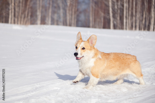 Adult red welsh corgi pembroke walk outdoor, run, having fun in white snow park, winter forest. Concept purebred dog, champions for sale, lost cur, castration, sterilization