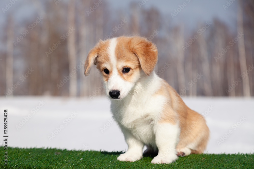 Cute red welsh corgi pembroke puppy on the grass, walk outdoor, having fun in white snow park, winter forest, run through the snow. Concept purebred dog, champions, exhibitors, puppies for sale Cute red welsh corgi pembroke puppy on the grass, walk outdoor, having fun in white snow park, winter forest, run through the snow. Concept purebred dog, champions, exhibitors, puppies for sale