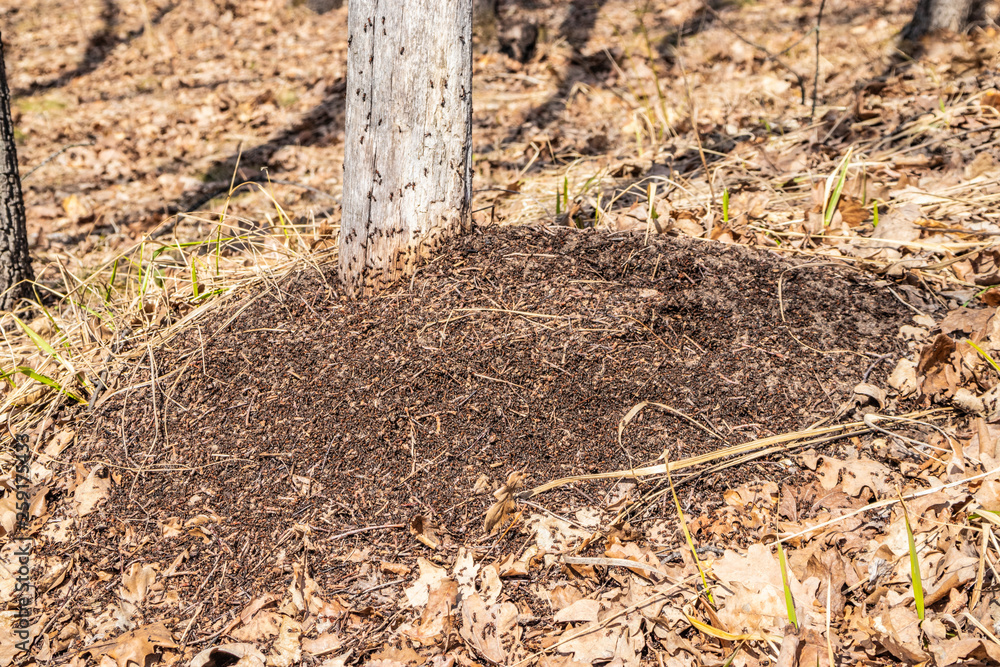 An anthill in the spring forest, ants work as a team An anthill in the spring forest, ants work as a team