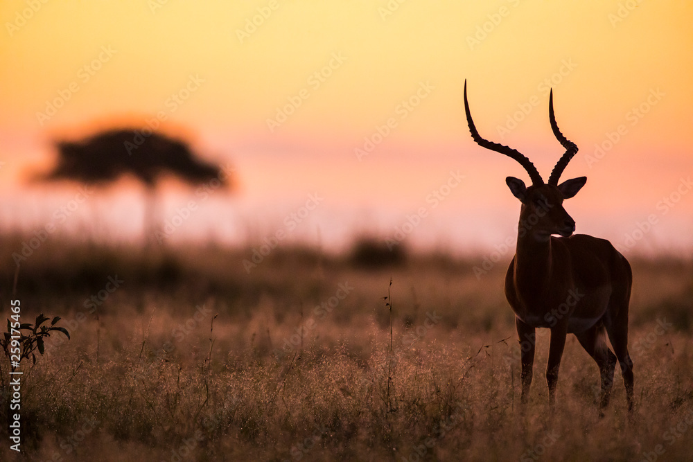 Obraz premium Male Impala, Aepyceros melampus, silhouetted at sunrise