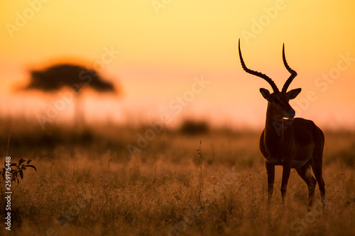 Tableau sur toile Male Impala, Aepyceros melampus, silhouetted at sunrise