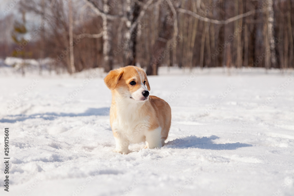 Puppy of funny red welsh corgi pembroke walk outdoor, run, having fun in white snow park, winter forest. Concept purebred dog, champions for sale, lost cur, castration, sterilization