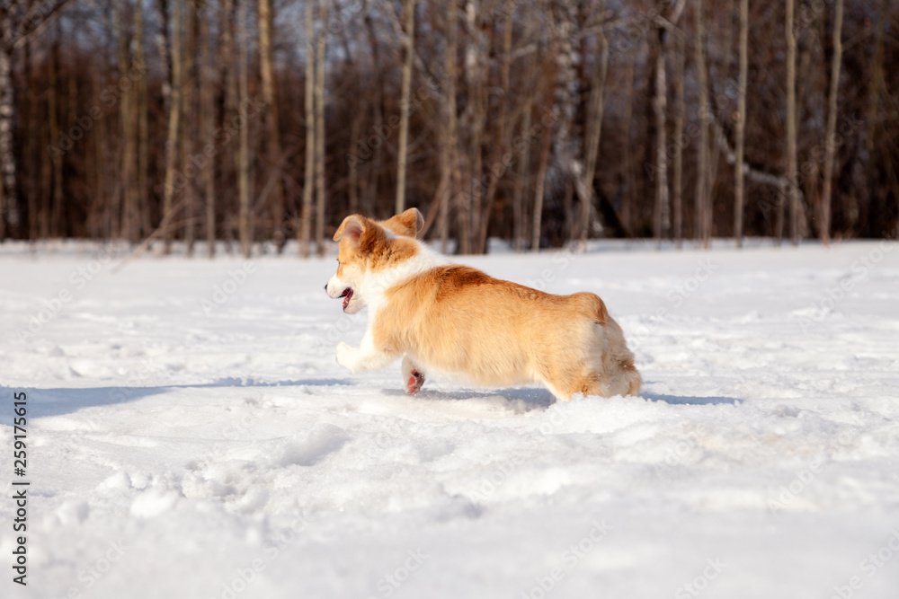 Puppy of funny red welsh corgi pembroke walk outdoor, run, having fun in white snow park, winter forest. Concept purebred dog, champions for sale, lost cur, castration, sterilization Puppy of funny red welsh corgi pembroke walk outdoor, run, having fun in white snow park, winter forest. Concept purebred dog, champions for sale, lost cur, castration, sterilization