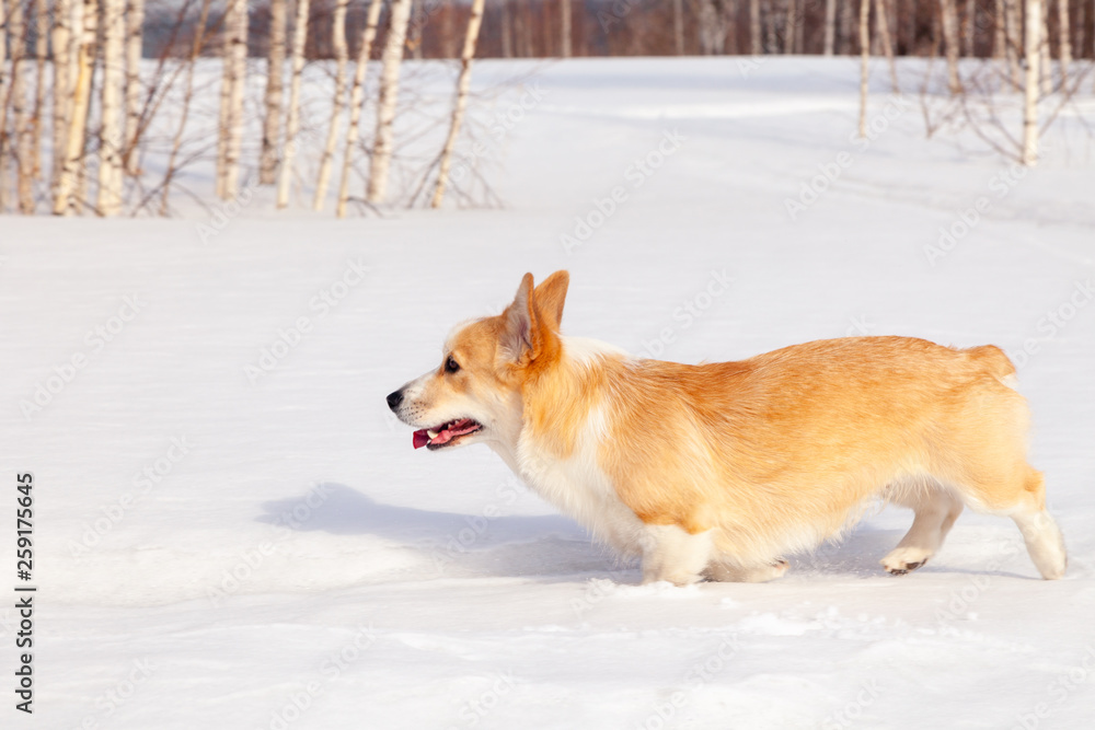 Adult red welsh corgi pembroke walk outdoor, run, having fun in white snow park, winter forest. Concept purebred dog, champions for sale, lost cur, castration, sterilization Adult red welsh corgi pembroke walk outdoor, run, having fun in white snow park, winter forest. Concept purebred dog, champions for sale, lost cur, castration, sterilization