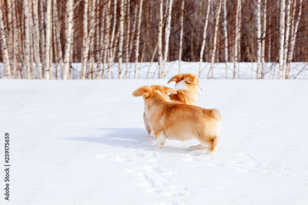 Family of red many breed welsh corgi pembroke puppy walk outdoor, run, having fun in white snow park, winter forest. Concept purebred dogs, champions for sale, lost cur, castration, sterilization Family of red many breed welsh corgi pembroke puppy walk outdoor, run, having fun in white snow park, winter forest. Concept purebred dogs, champions for sale, lost cur, castration, sterilization