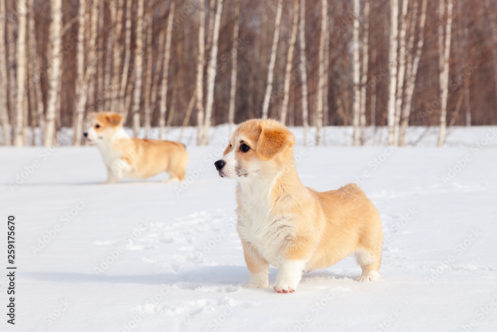 Family of red many breed welsh corgi pembroke puppy walk outdoor, run, having fun in white snow park, winter forest. Concept purebred dogs, champions for sale, lost cur, castration, sterilization Family of red many breed welsh corgi pembroke puppy walk outdoor, run, having fun in white snow park, winter forest. Concept purebred dogs, champions for sale, lost cur, castration, sterilization